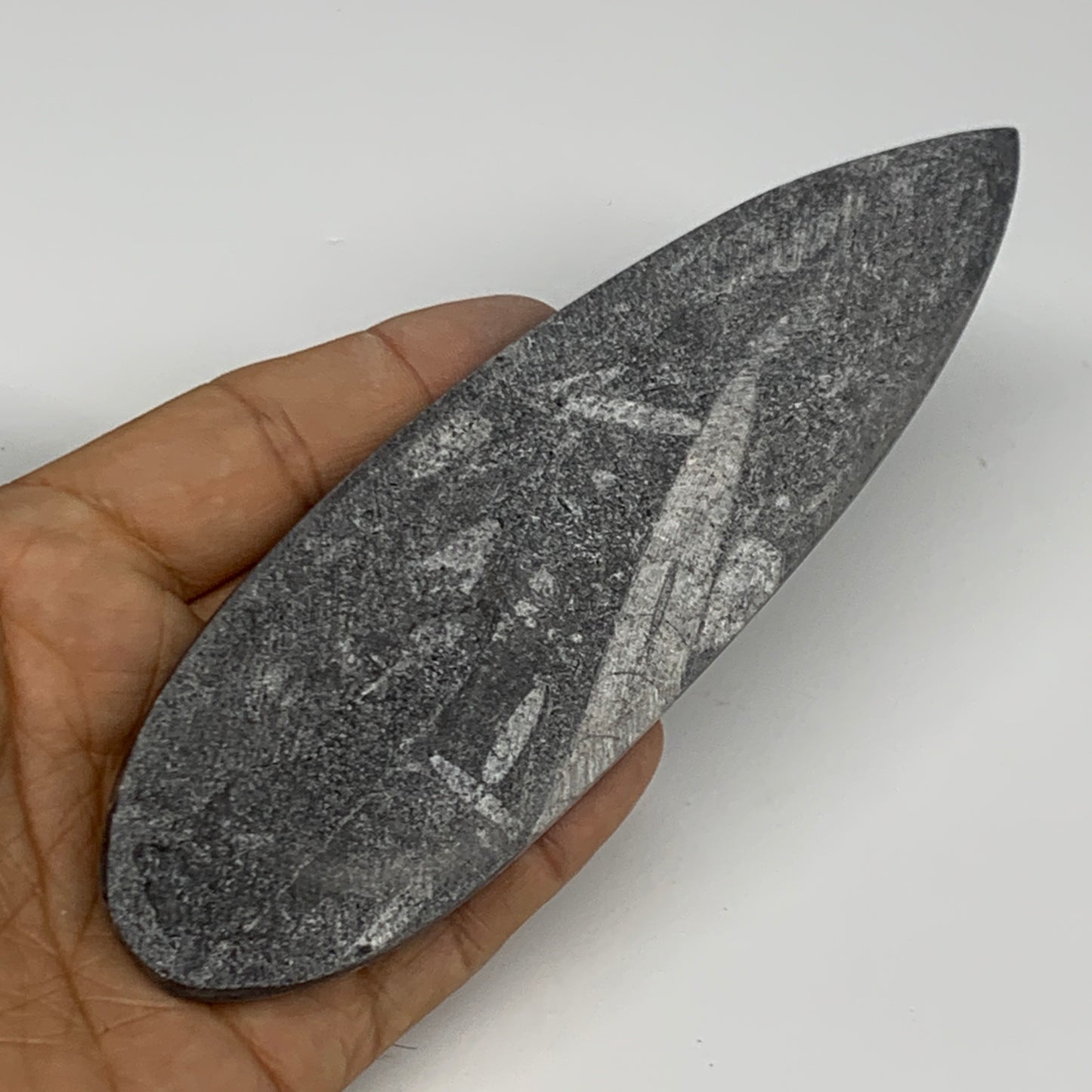 127.8g, 6"x1.7"x0.5" Fossils Orthoceras (straight horn) Squid @Morocco,B29940