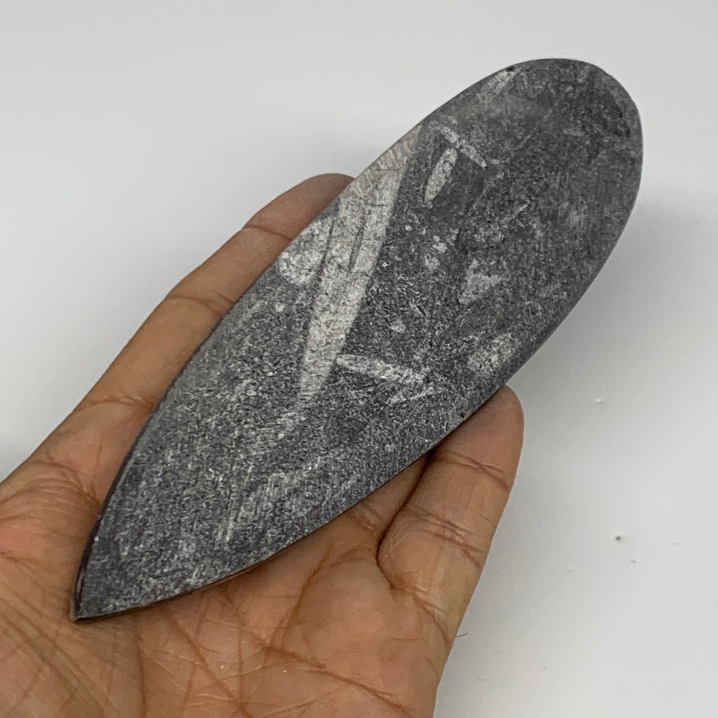 127.8g, 6"x1.7"x0.5" Fossils Orthoceras (straight horn) Squid @Morocco,B29940