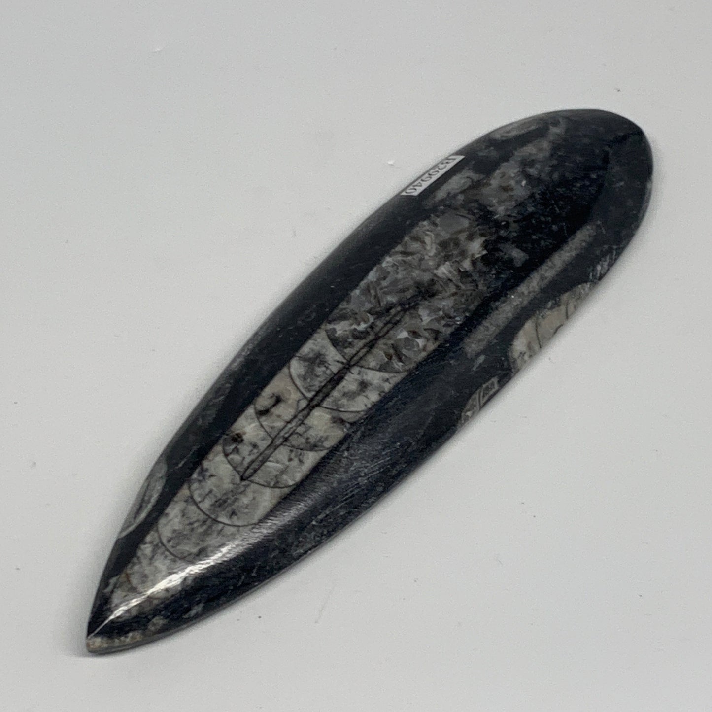 127.8g, 6"x1.7"x0.5" Fossils Orthoceras (straight horn) Squid @Morocco,B29940