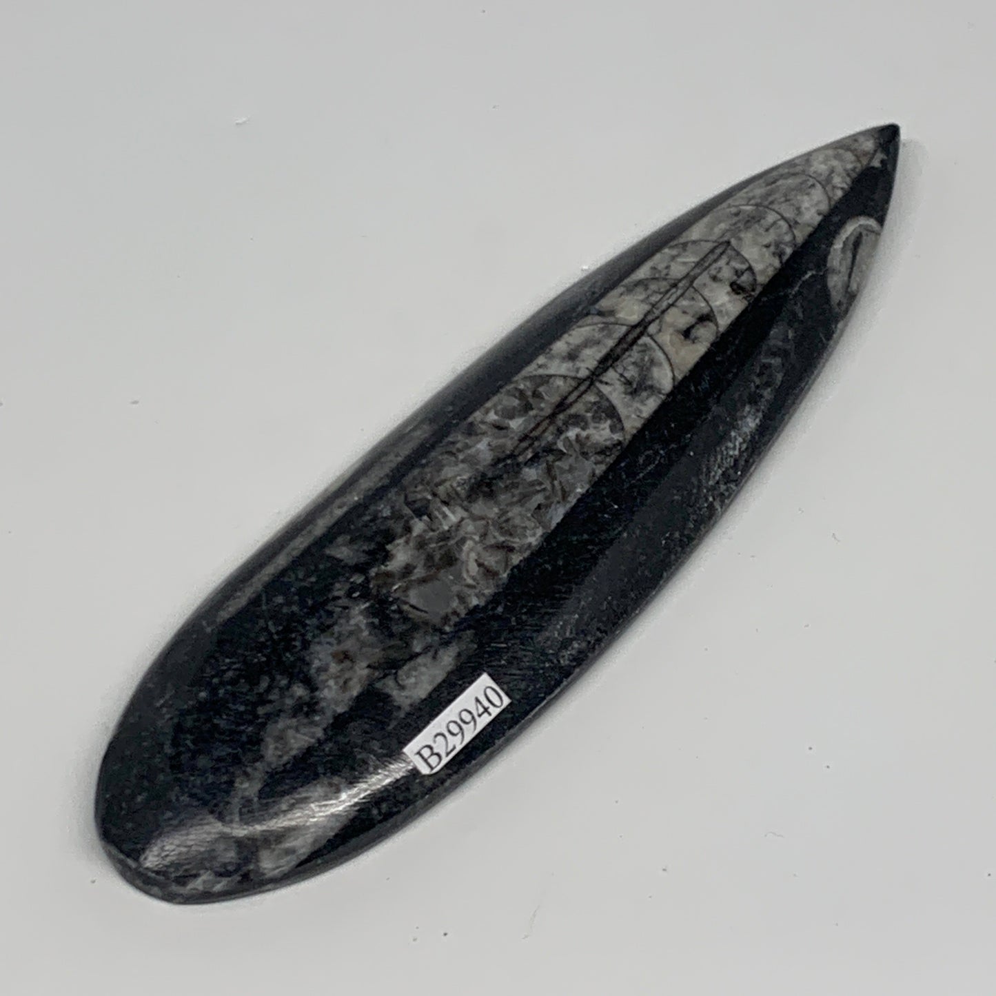 127.8g, 6"x1.7"x0.5" Fossils Orthoceras (straight horn) Squid @Morocco,B29940