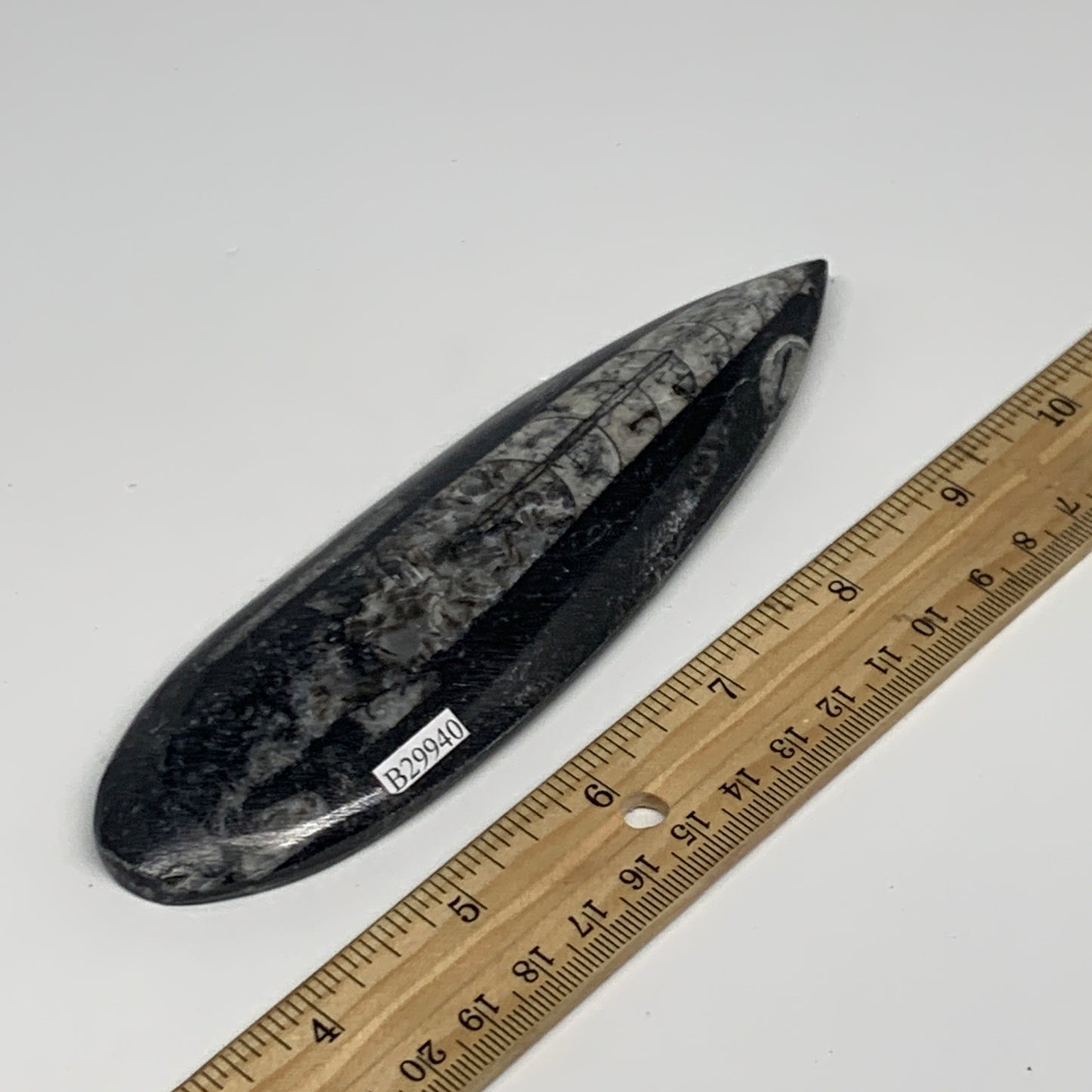 127.8g, 6"x1.7"x0.5" Fossils Orthoceras (straight horn) Squid @Morocco,B29940