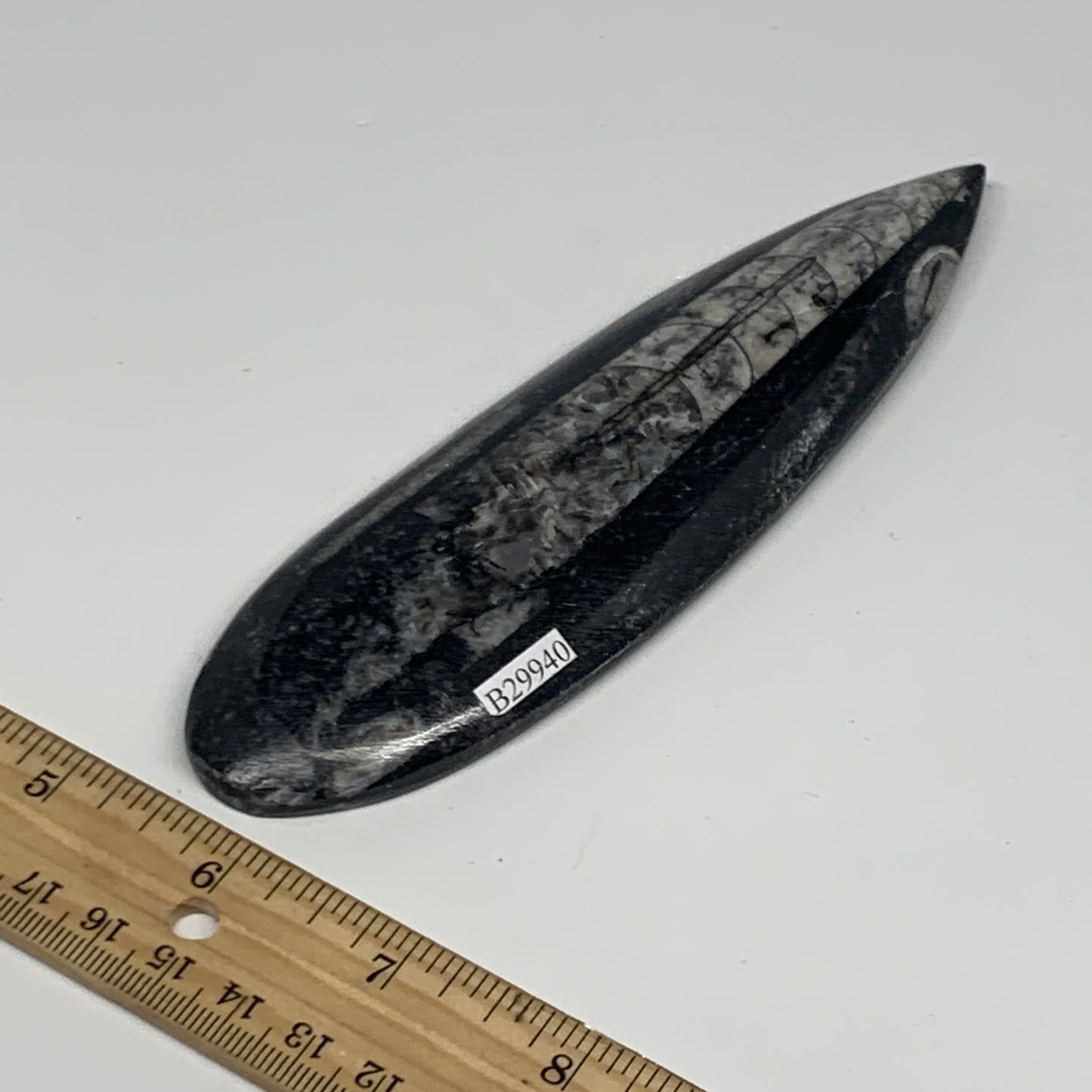 127.8g, 6"x1.7"x0.5" Fossils Orthoceras (straight horn) Squid @Morocco,B29940