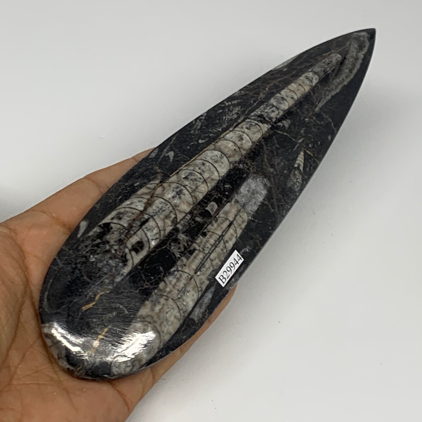 195.1g, 7.75"x2.2"x0.5" Fossils Orthoceras (straight horn) Squid @Morocco,B29944