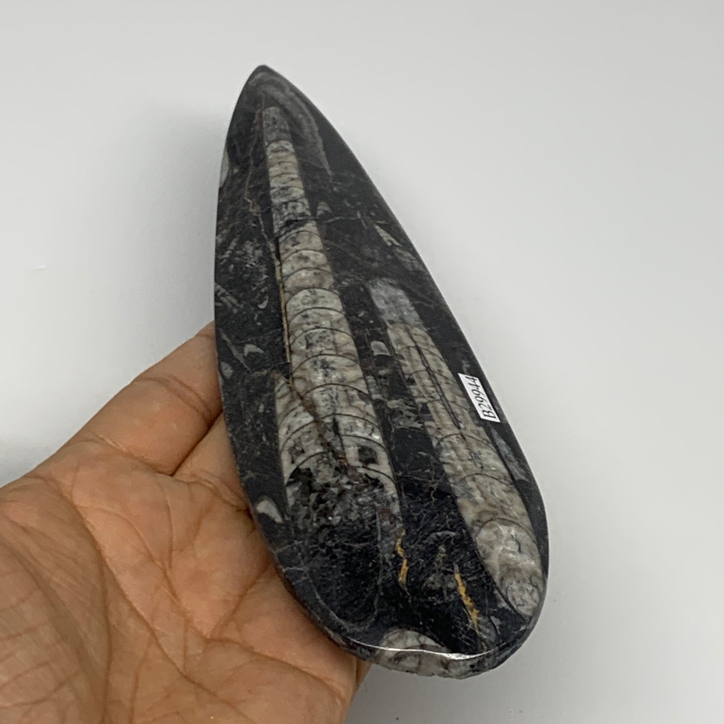 195.1g, 7.75"x2.2"x0.5" Fossils Orthoceras (straight horn) Squid @Morocco,B29944