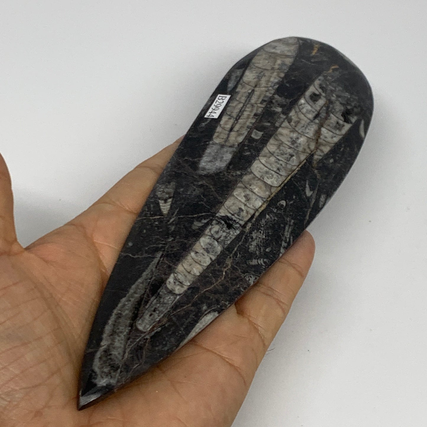 195.1g, 7.75"x2.2"x0.5" Fossils Orthoceras (straight horn) Squid @Morocco,B29944