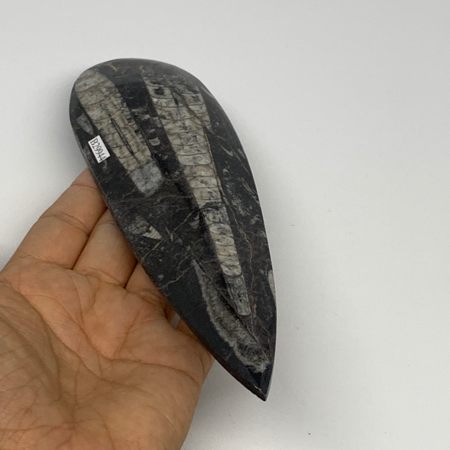 195.1g, 7.75"x2.2"x0.5" Fossils Orthoceras (straight horn) Squid @Morocco,B29944