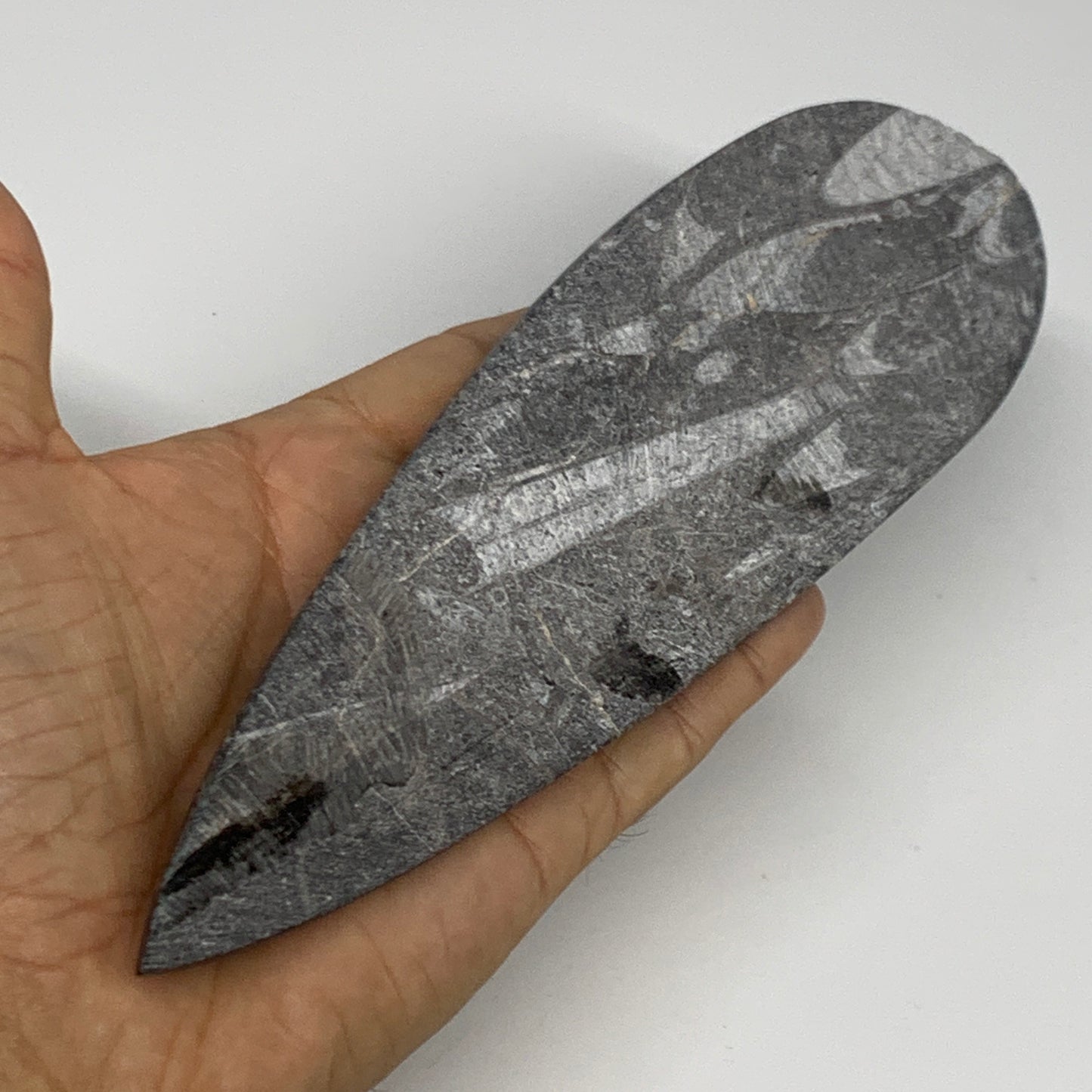 195.1g, 7.75"x2.2"x0.5" Fossils Orthoceras (straight horn) Squid @Morocco,B29944