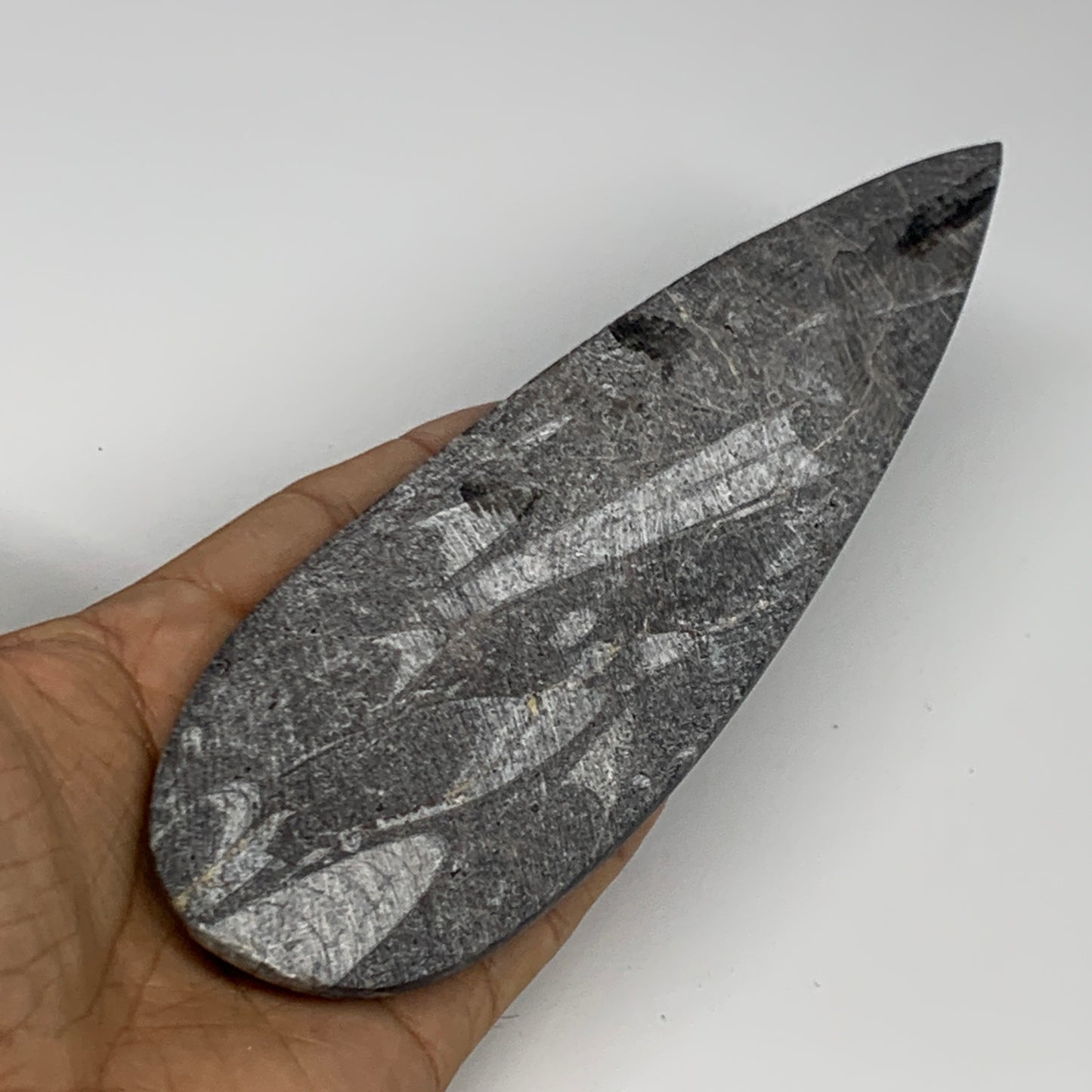 195.1g, 7.75"x2.2"x0.5" Fossils Orthoceras (straight horn) Squid @Morocco,B29944