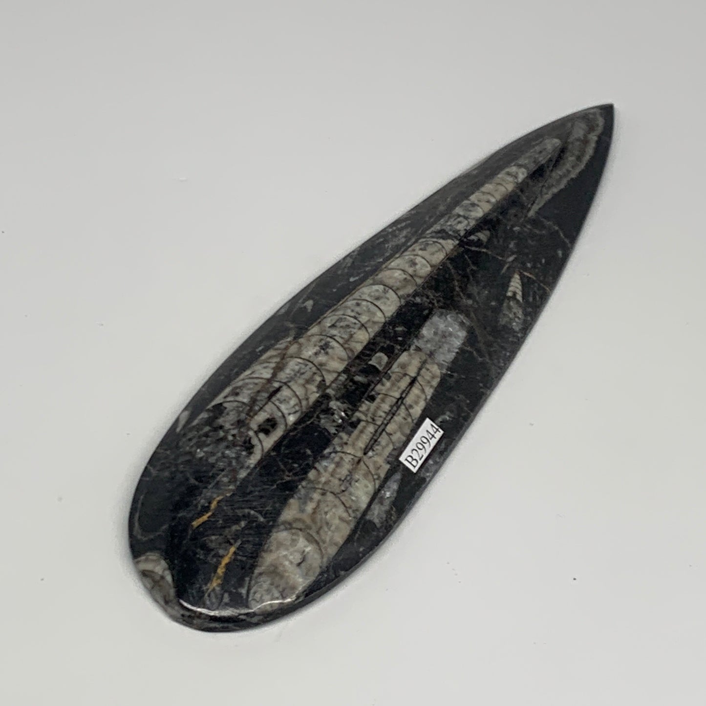 195.1g, 7.75"x2.2"x0.5" Fossils Orthoceras (straight horn) Squid @Morocco,B29944