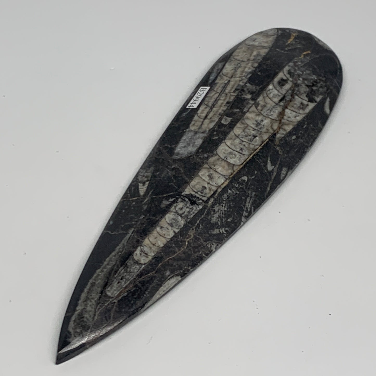 195.1g, 7.75"x2.2"x0.5" Fossils Orthoceras (straight horn) Squid @Morocco,B29944