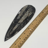 195.1g, 7.75"x2.2"x0.5" Fossils Orthoceras (straight horn) Squid @Morocco,B29944