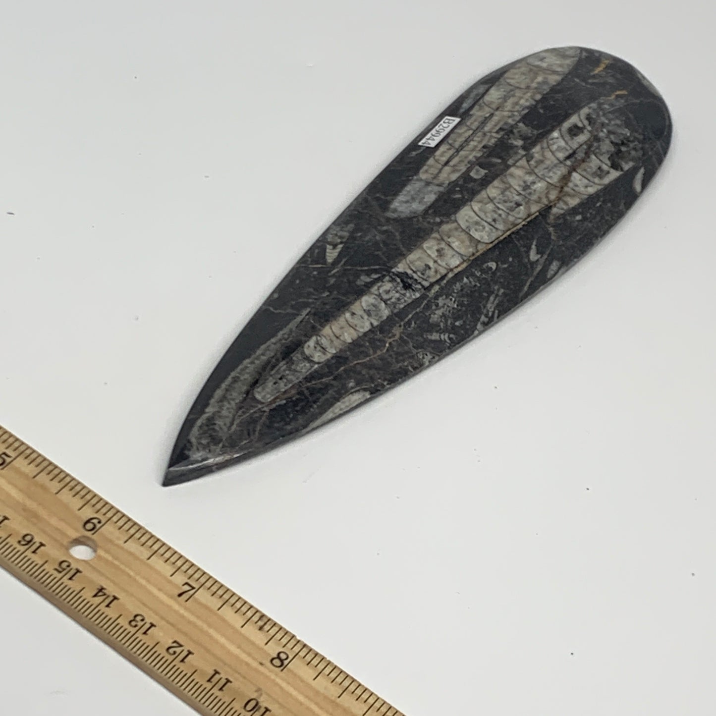 195.1g, 7.75"x2.2"x0.5" Fossils Orthoceras (straight horn) Squid @Morocco,B29944