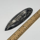 193.5g, 6.7"x1.9"x0.8" Fossils Orthoceras (straight horn) Squid @Morocco,B29945