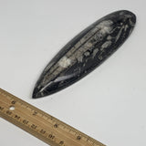 193.5g, 6.7"x1.9"x0.8" Fossils Orthoceras (straight horn) Squid @Morocco,B29945
