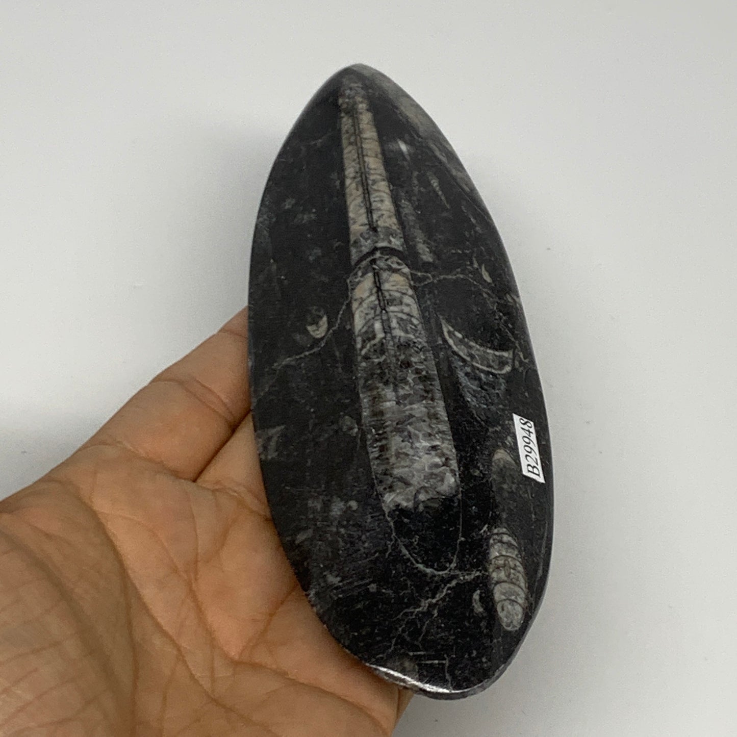211g, 6.4"x2.2"x0.7" Fossils Orthoceras (straight horn) Squid @Morocco,B29948