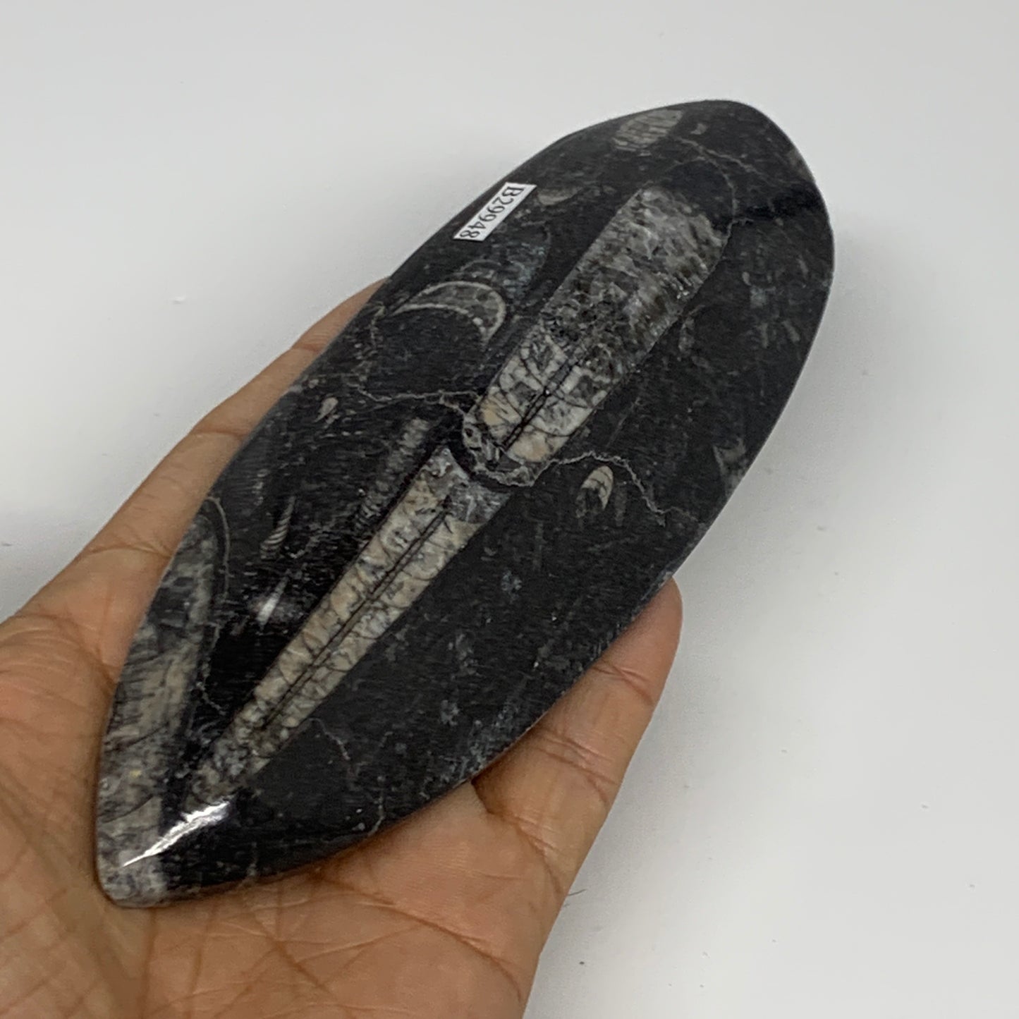 211g, 6.4"x2.2"x0.7" Fossils Orthoceras (straight horn) Squid @Morocco,B29948