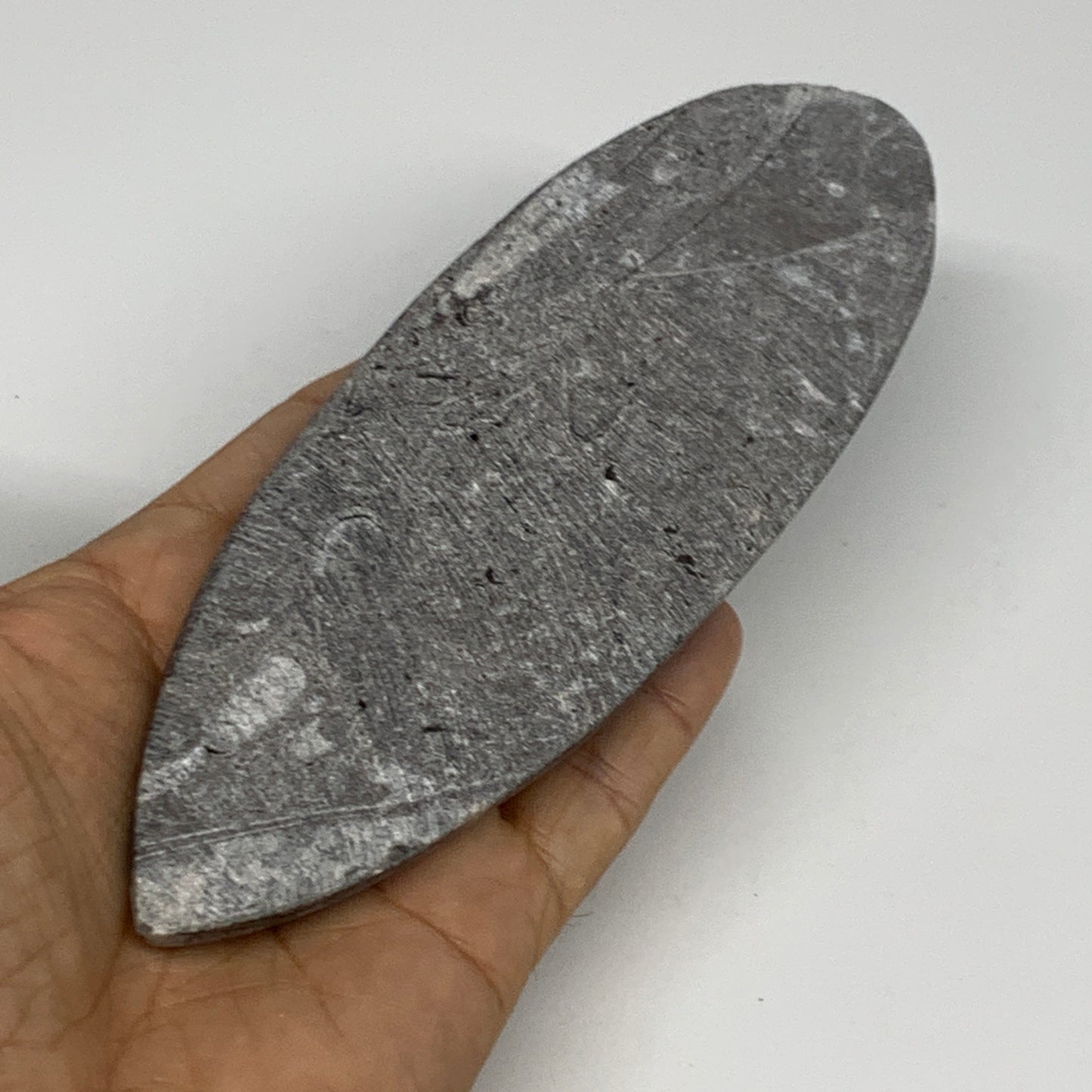 211g, 6.4"x2.2"x0.7" Fossils Orthoceras (straight horn) Squid @Morocco,B29948