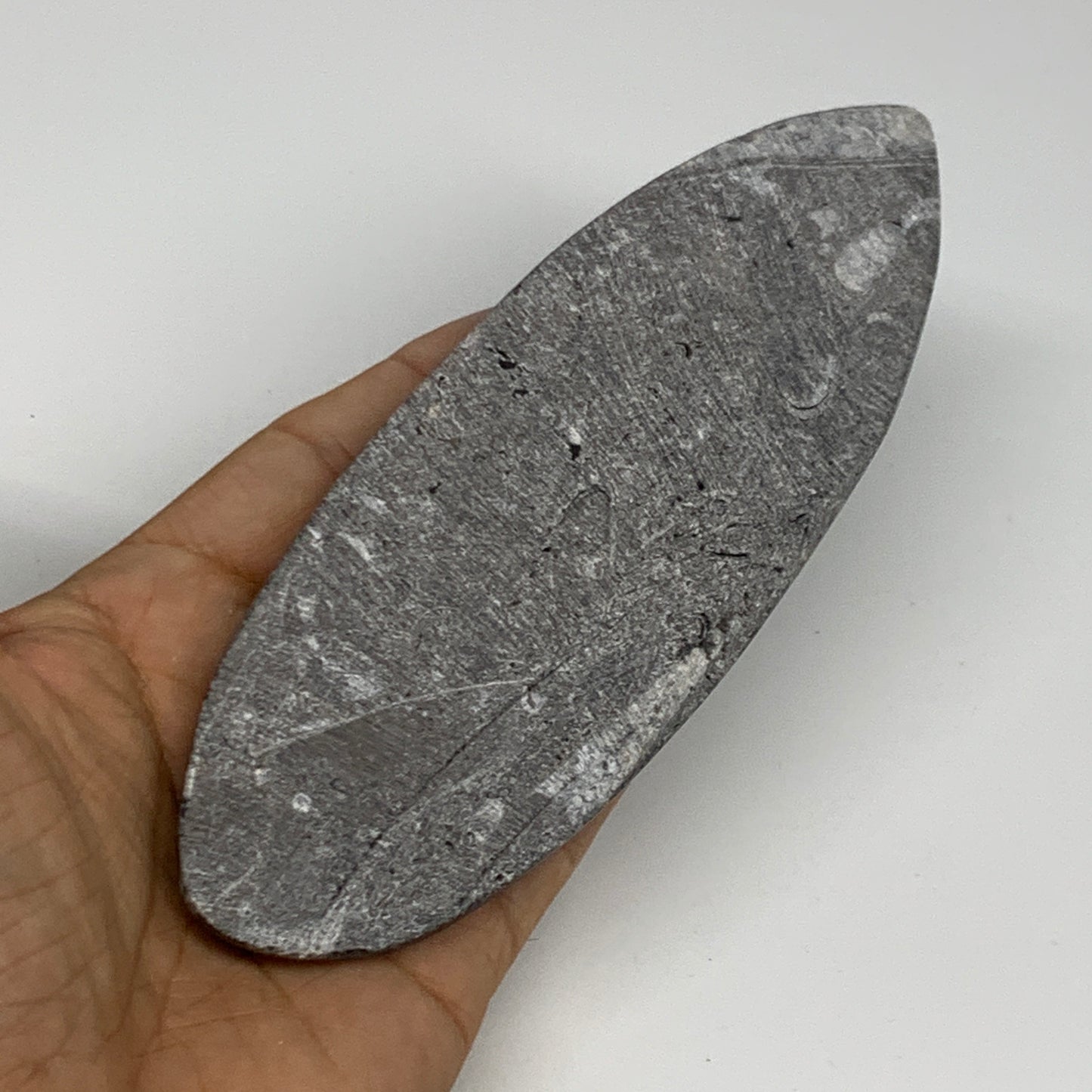 211g, 6.4"x2.2"x0.7" Fossils Orthoceras (straight horn) Squid @Morocco,B29948