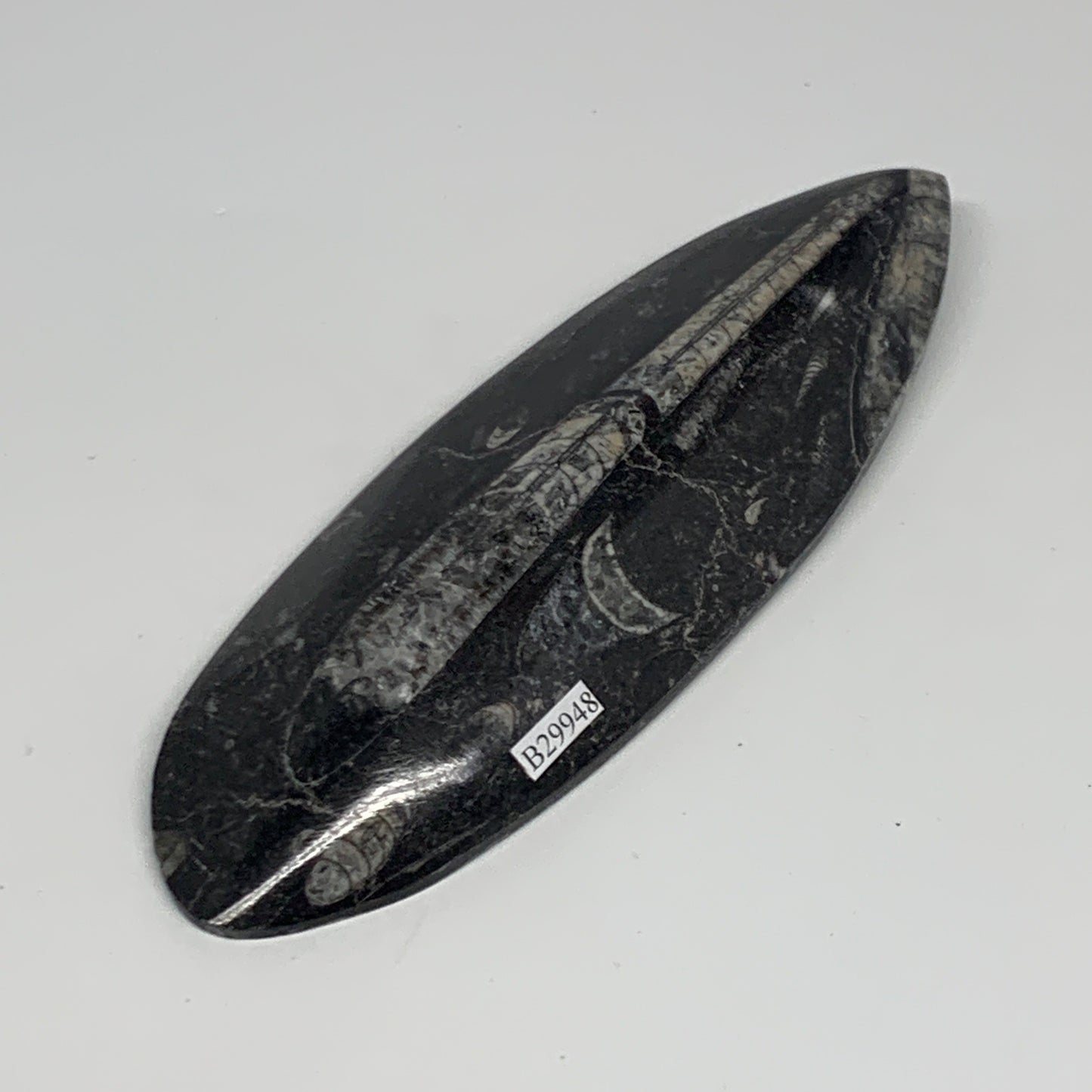 211g, 6.4"x2.2"x0.7" Fossils Orthoceras (straight horn) Squid @Morocco,B29948