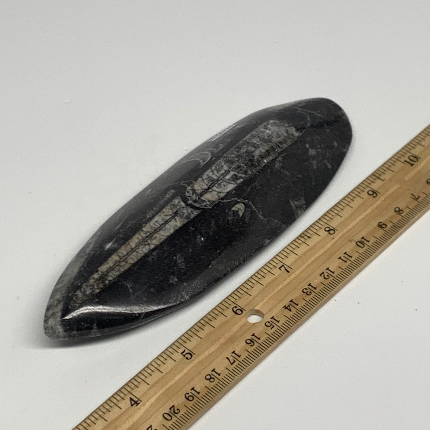 211g, 6.4"x2.2"x0.7" Fossils Orthoceras (straight horn) Squid @Morocco,B29948