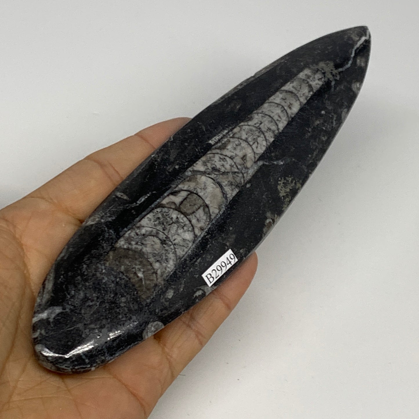 163g, 7"x1.8"x0.5" Fossils Orthoceras (straight horn) Squid @Morocco,B29949