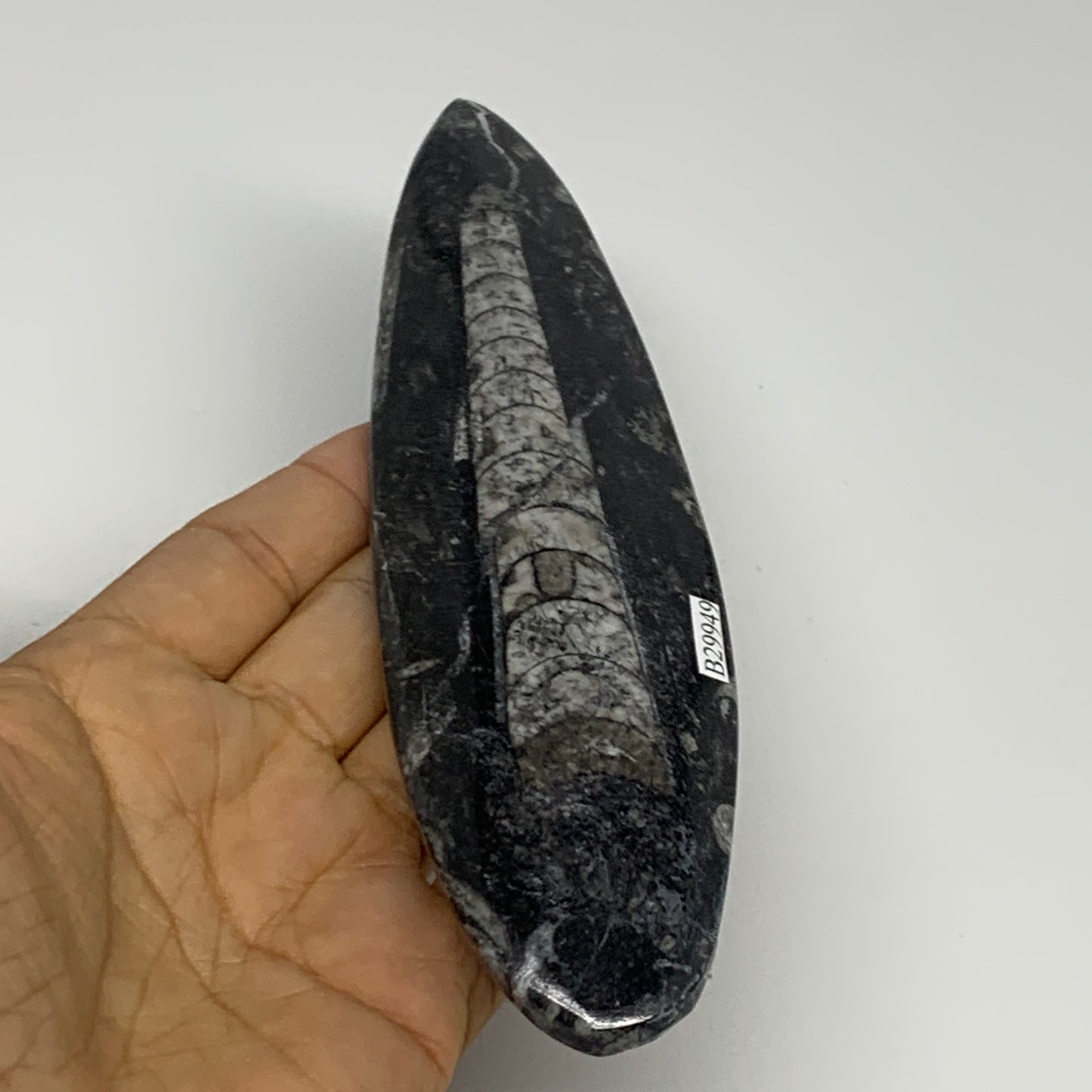 163g, 7"x1.8"x0.5" Fossils Orthoceras (straight horn) Squid @Morocco,B29949