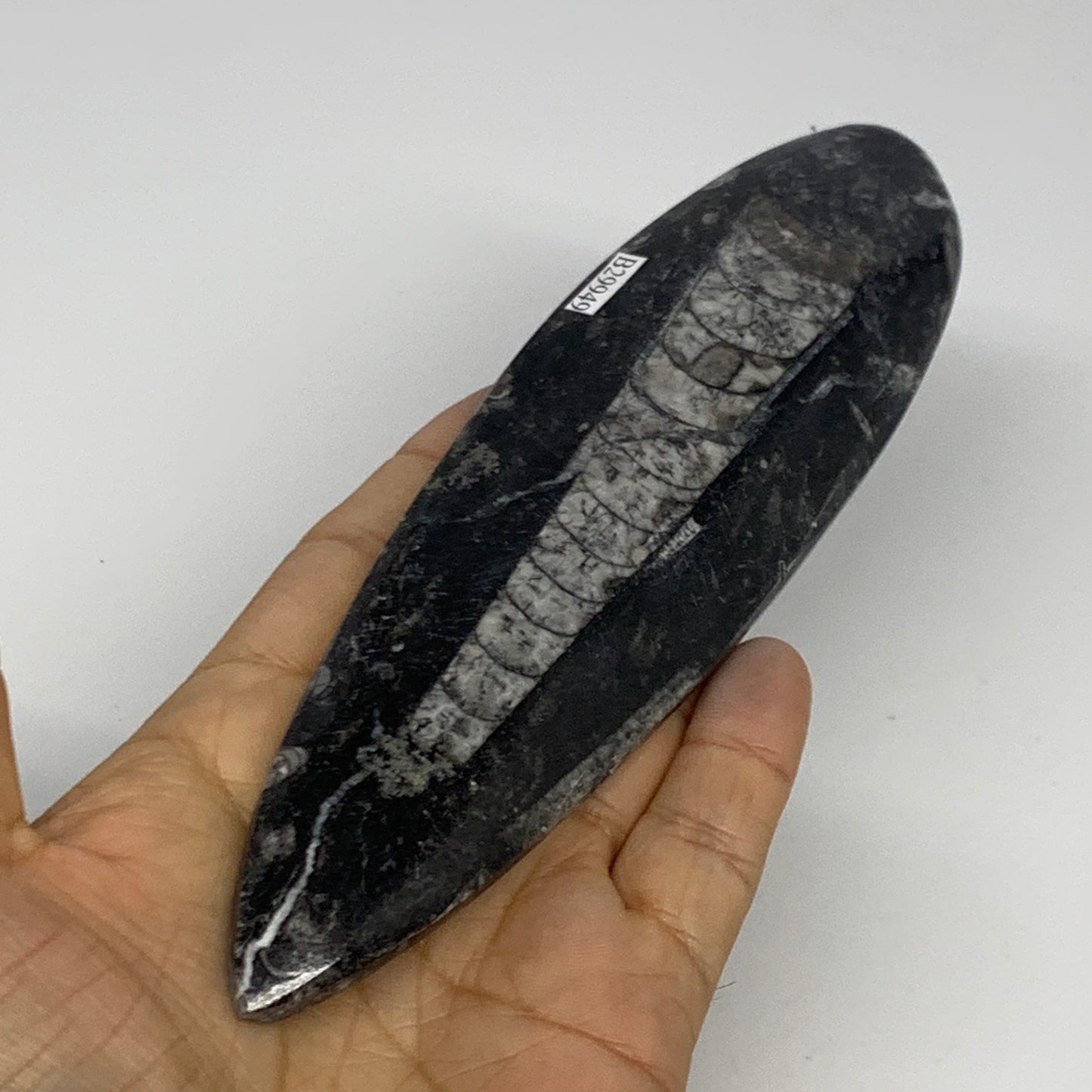 163g, 7"x1.8"x0.5" Fossils Orthoceras (straight horn) Squid @Morocco,B29949