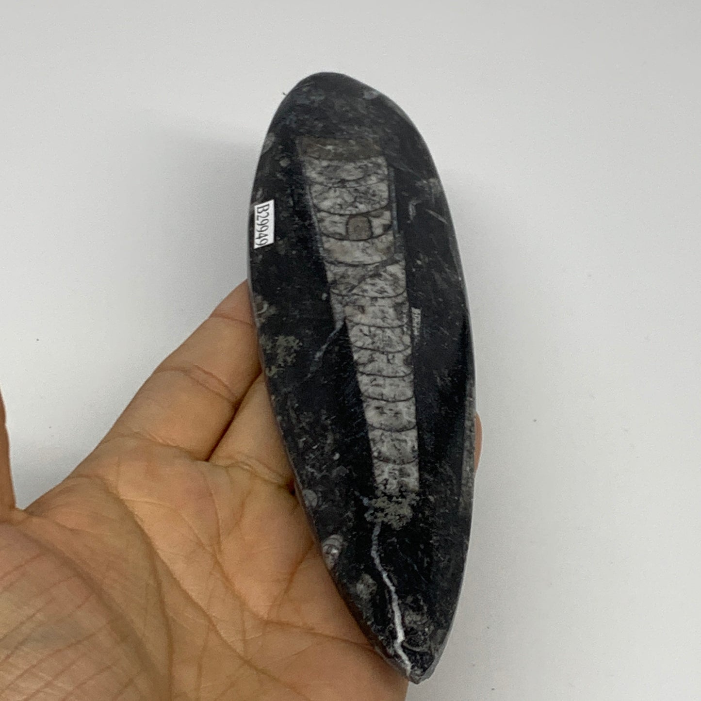 163g, 7"x1.8"x0.5" Fossils Orthoceras (straight horn) Squid @Morocco,B29949