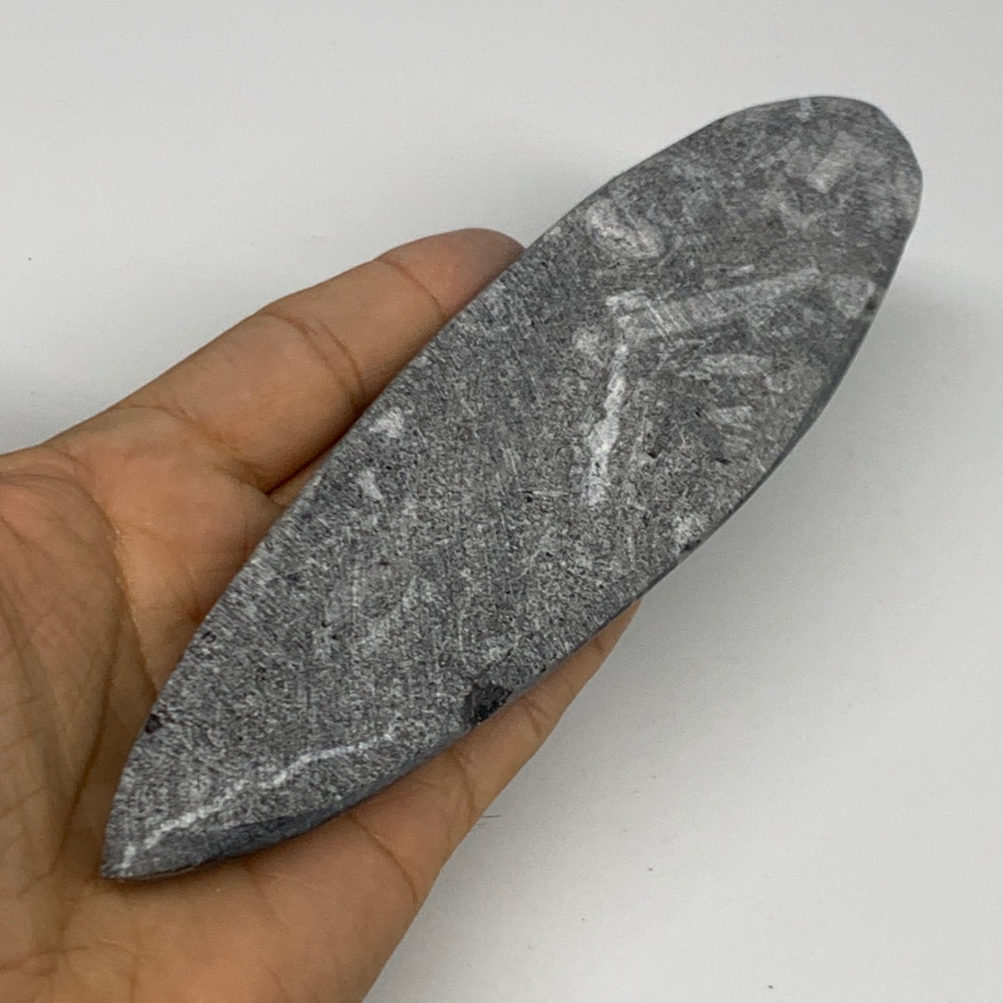 163g, 7"x1.8"x0.5" Fossils Orthoceras (straight horn) Squid @Morocco,B29949