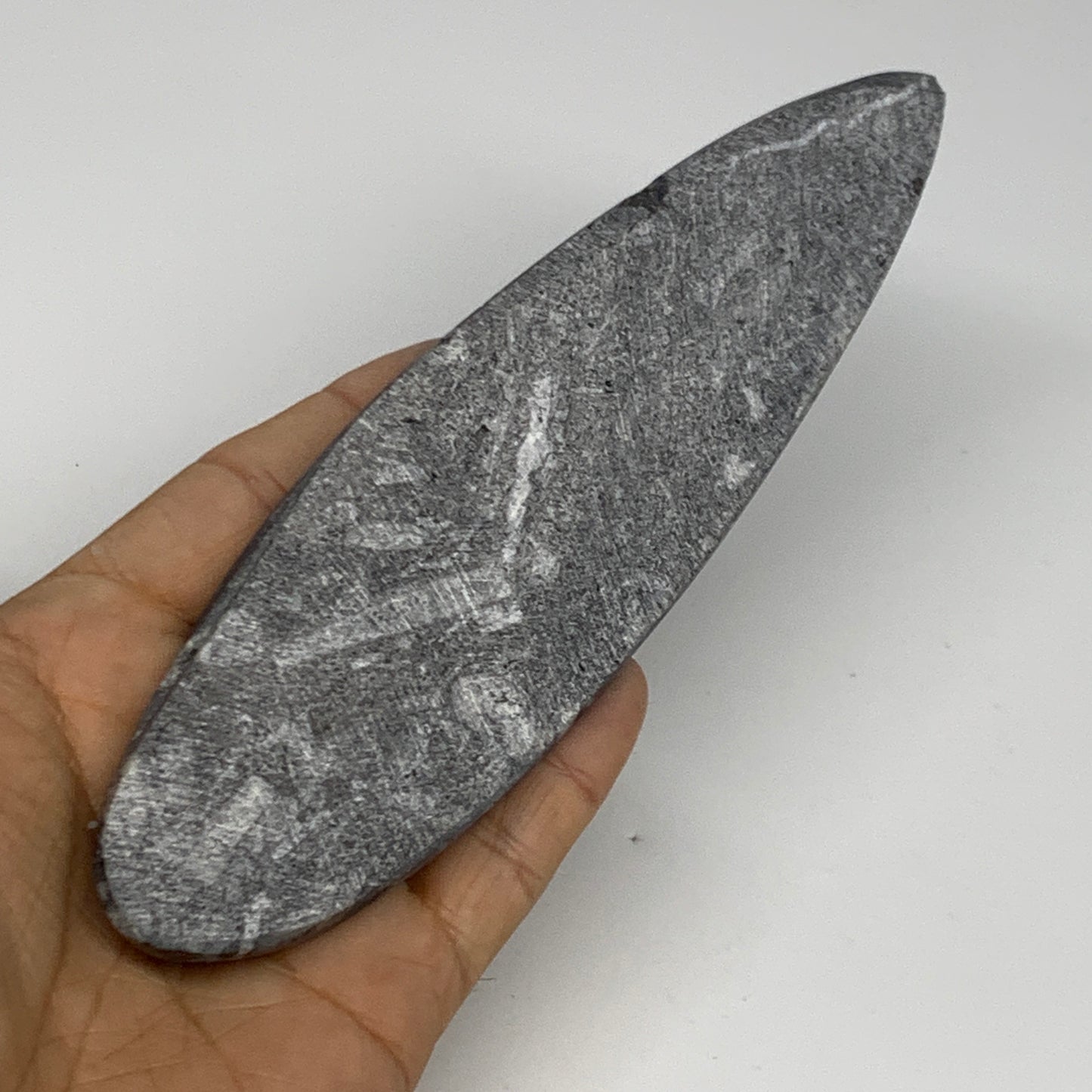 163g, 7"x1.8"x0.5" Fossils Orthoceras (straight horn) Squid @Morocco,B29949