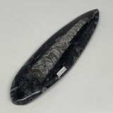 163g, 7"x1.8"x0.5" Fossils Orthoceras (straight horn) Squid @Morocco,B29949