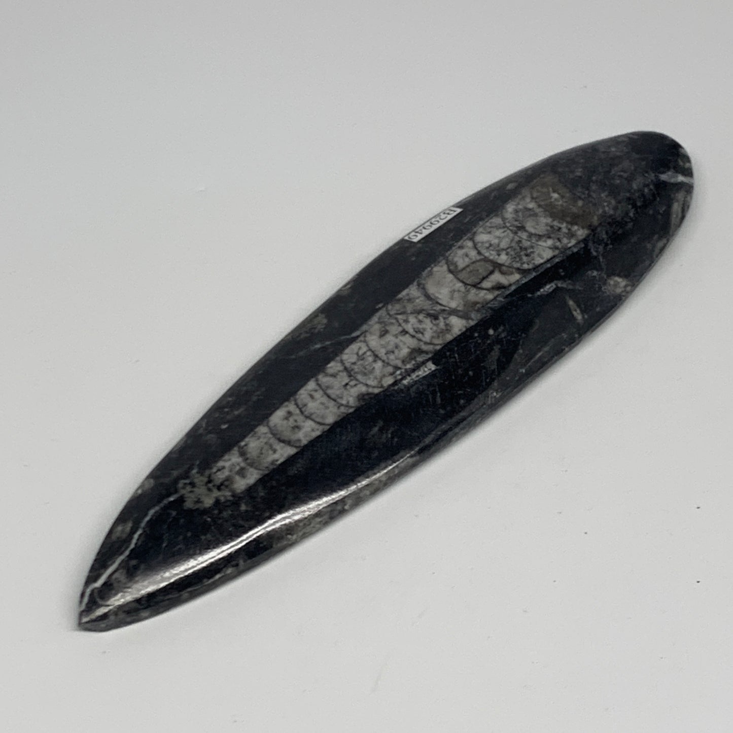 163g, 7"x1.8"x0.5" Fossils Orthoceras (straight horn) Squid @Morocco,B29949