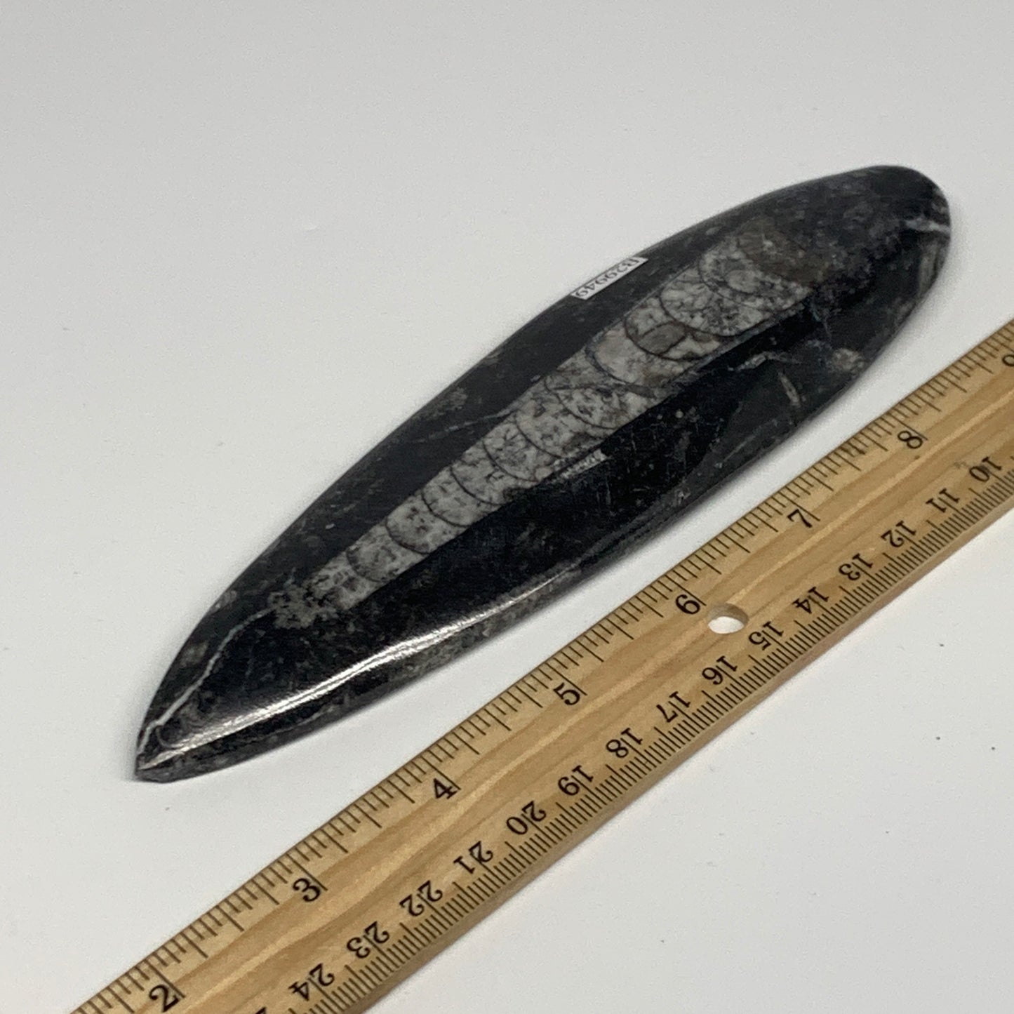 163g, 7"x1.8"x0.5" Fossils Orthoceras (straight horn) Squid @Morocco,B29949