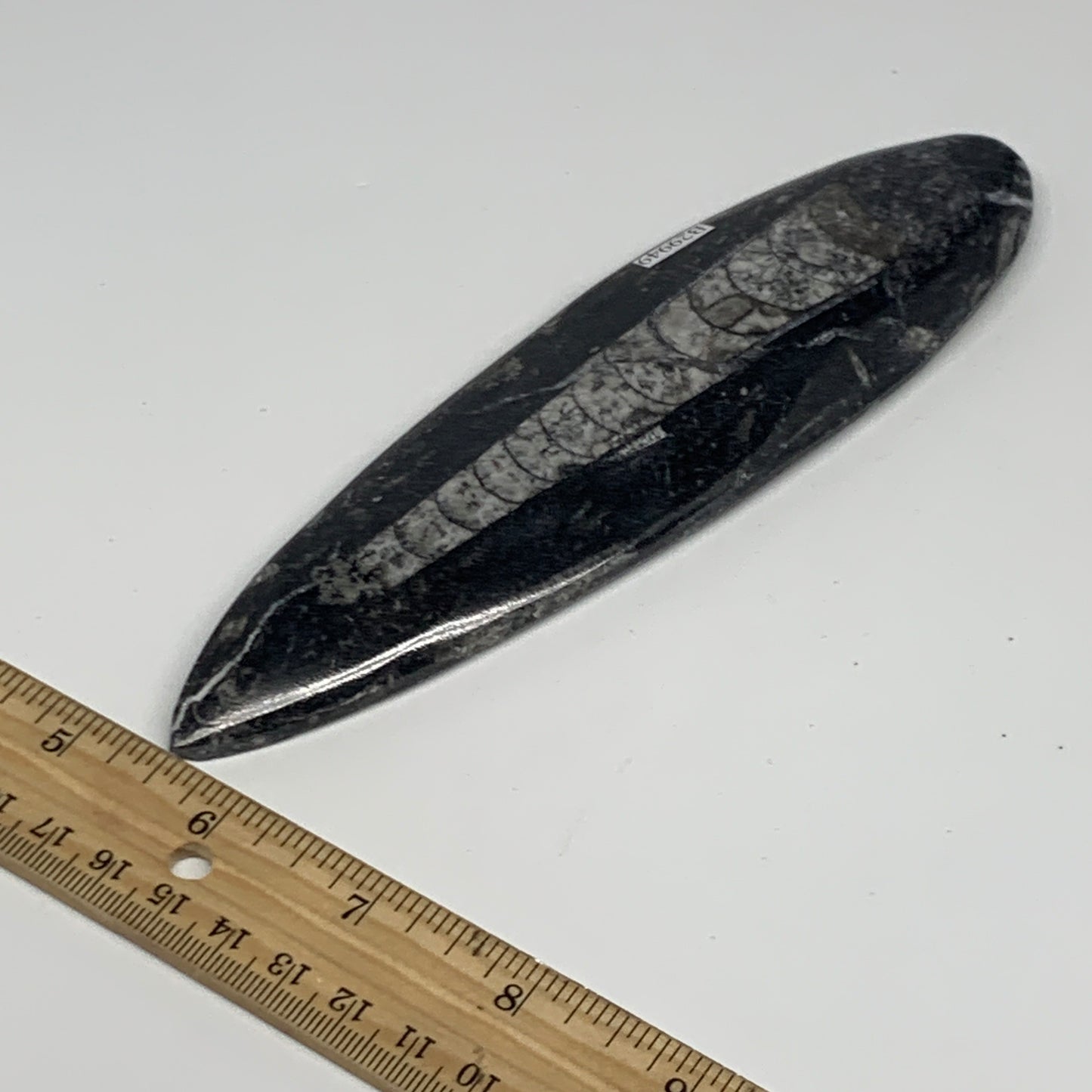 163g, 7"x1.8"x0.5" Fossils Orthoceras (straight horn) Squid @Morocco,B29949