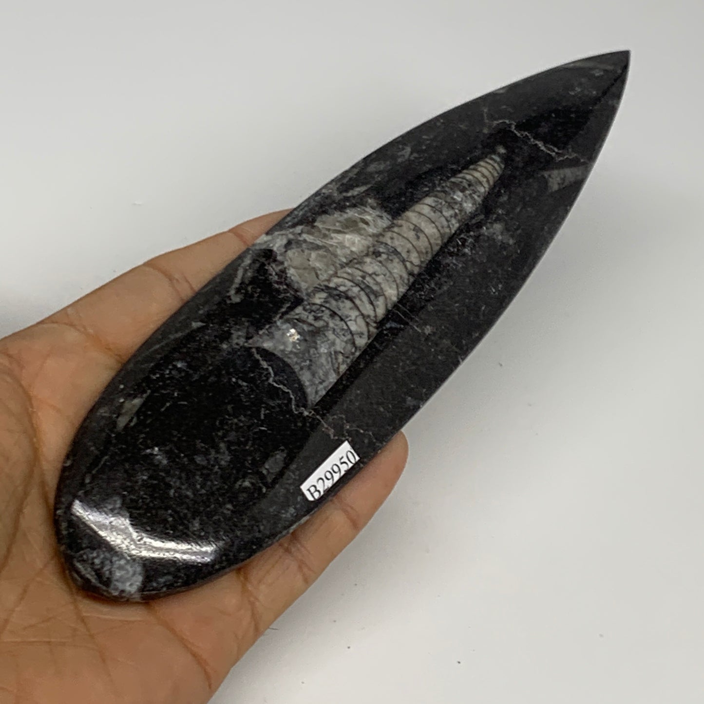 149.7g, 7"x1.9"x0.5" Fossils Orthoceras (straight horn) Squid @Morocco,B29950