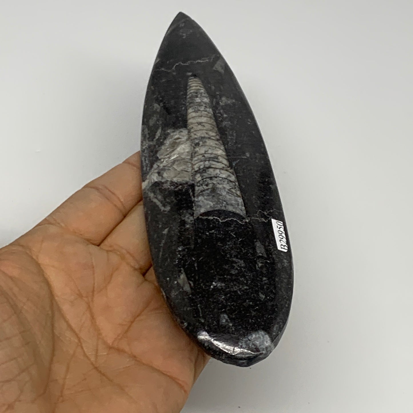 149.7g, 7"x1.9"x0.5" Fossils Orthoceras (straight horn) Squid @Morocco,B29950