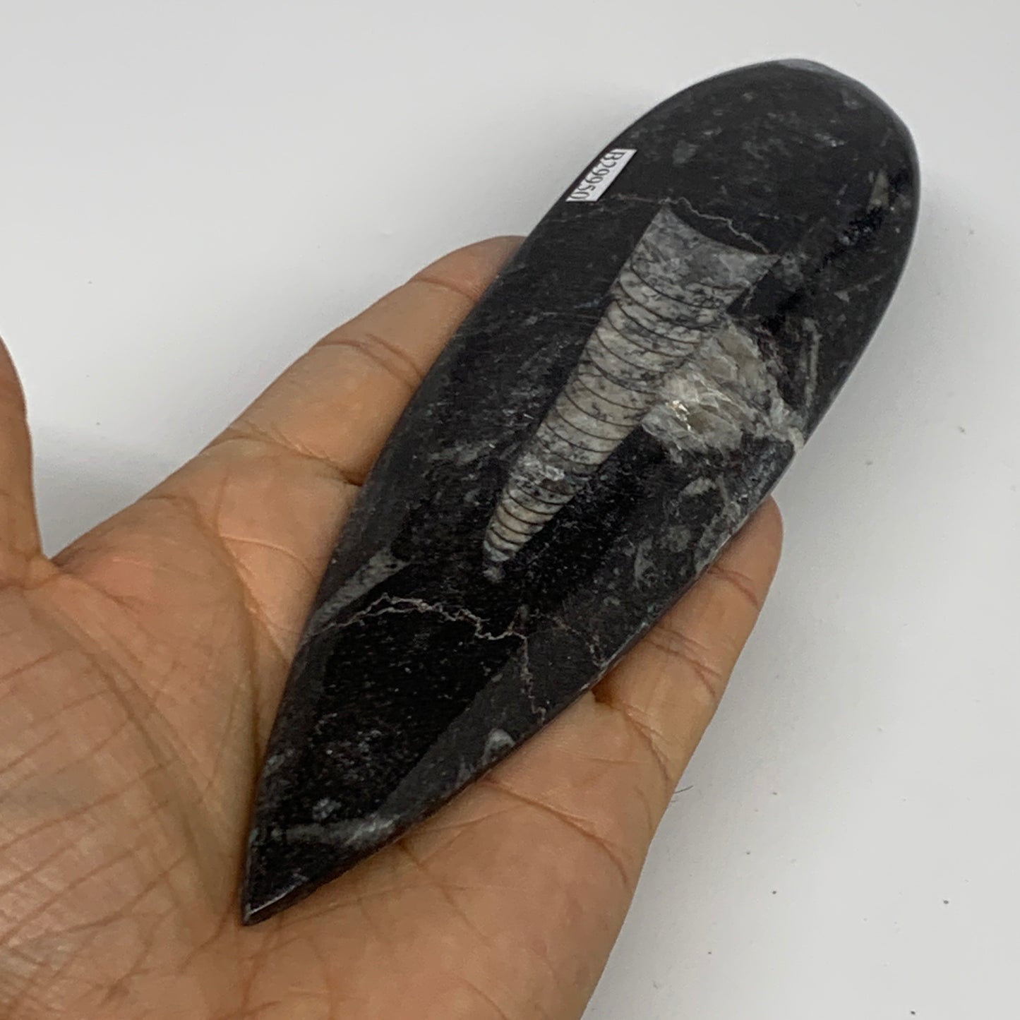 149.7g, 7"x1.9"x0.5" Fossils Orthoceras (straight horn) Squid @Morocco,B29950