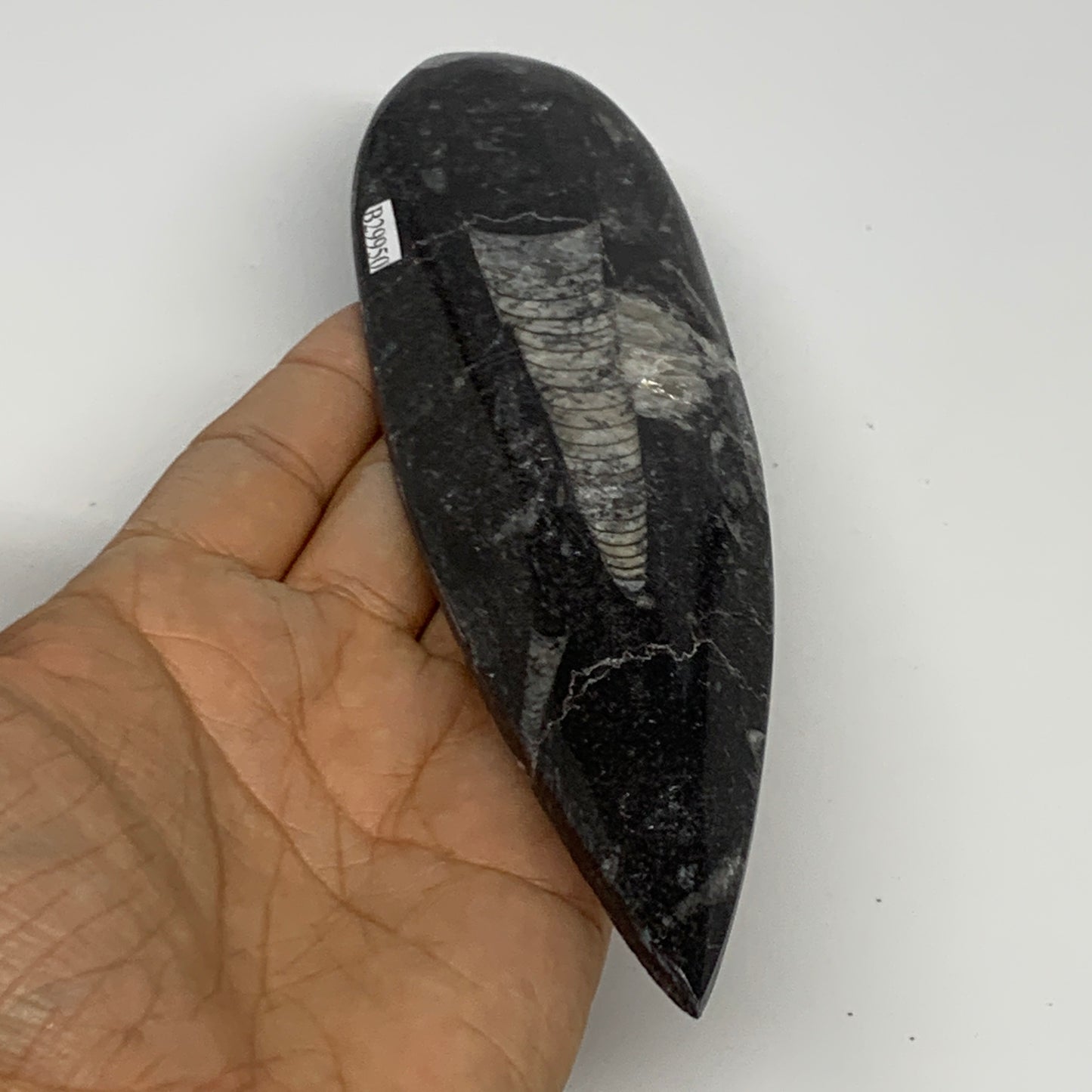 149.7g, 7"x1.9"x0.5" Fossils Orthoceras (straight horn) Squid @Morocco,B29950