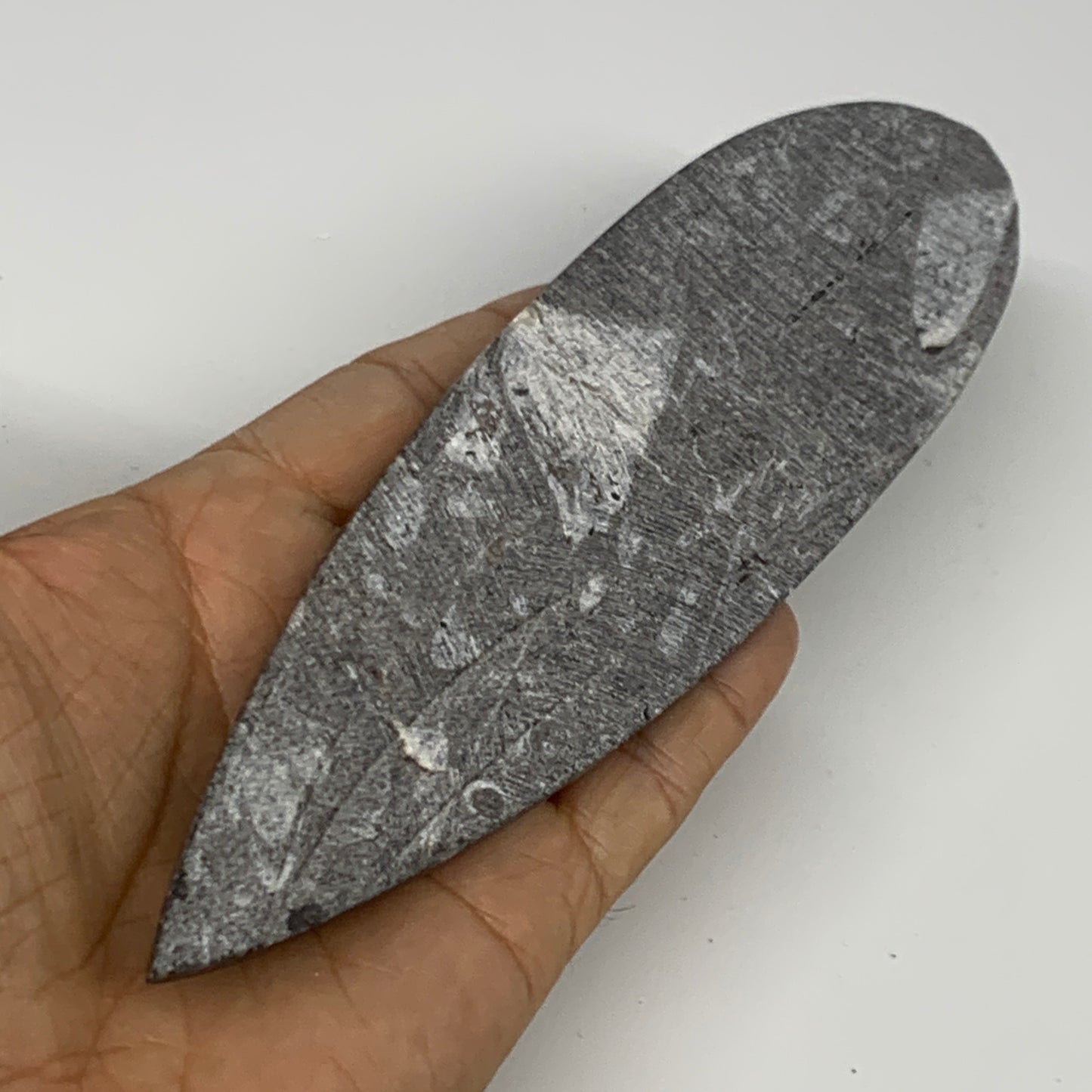 149.7g, 7"x1.9"x0.5" Fossils Orthoceras (straight horn) Squid @Morocco,B29950