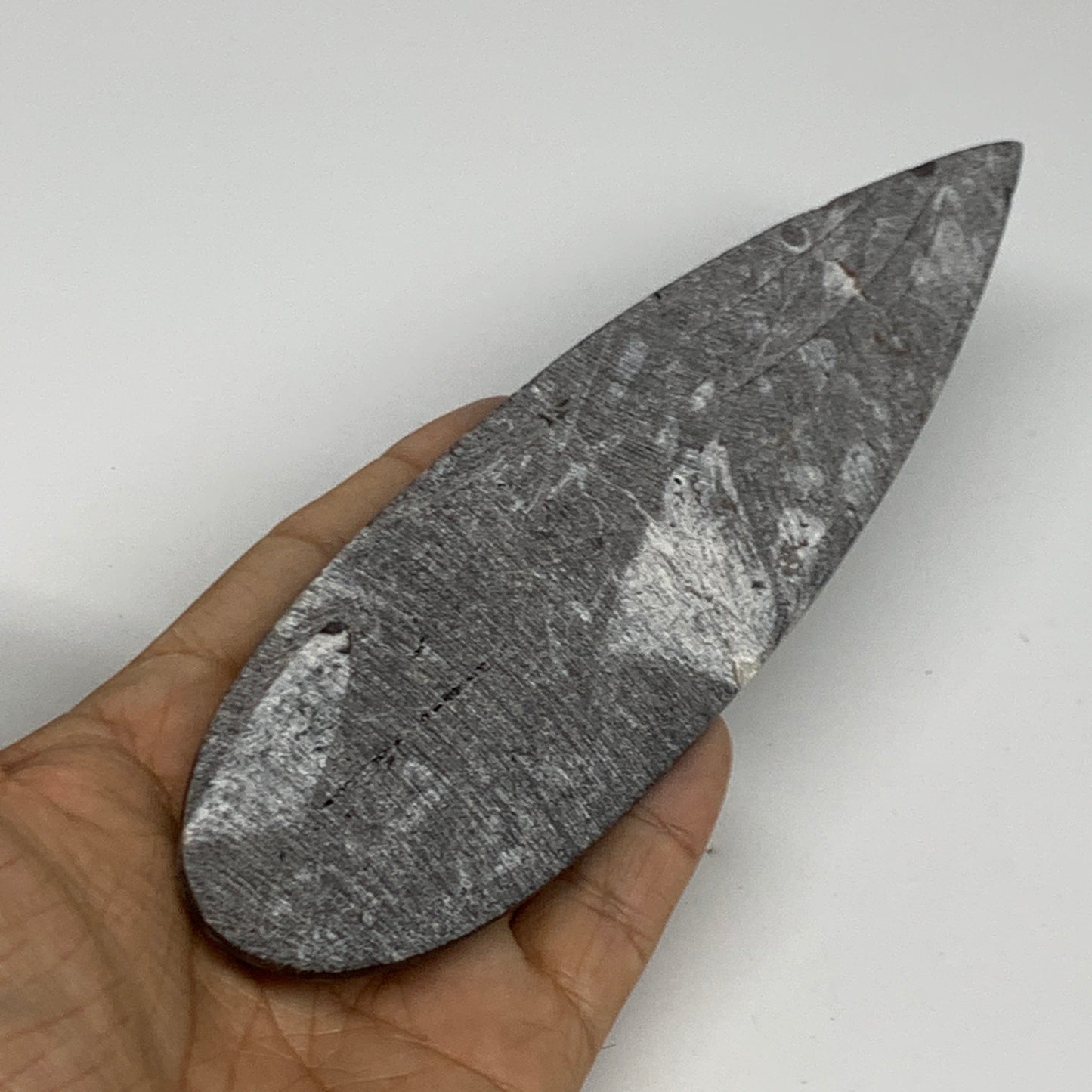 149.7g, 7"x1.9"x0.5" Fossils Orthoceras (straight horn) Squid @Morocco,B29950