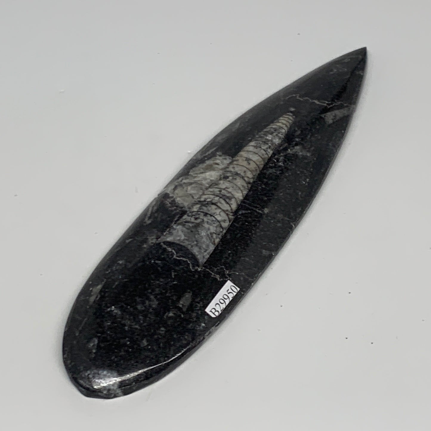 149.7g, 7"x1.9"x0.5" Fossils Orthoceras (straight horn) Squid @Morocco,B29950