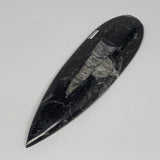 149.7g, 7"x1.9"x0.5" Fossils Orthoceras (straight horn) Squid @Morocco,B29950