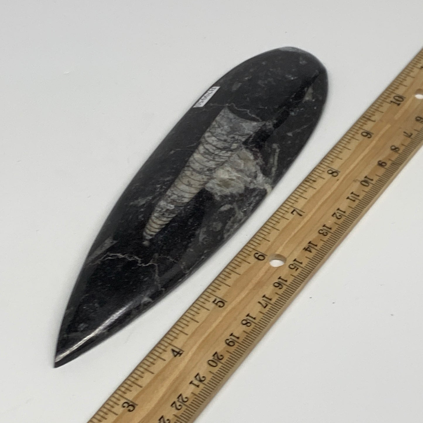149.7g, 7"x1.9"x0.5" Fossils Orthoceras (straight horn) Squid @Morocco,B29950
