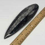 240.3g, 8.25"x2.1"x0.6" Fossils Orthoceras (straight horn) Squid @Morocco,B29951