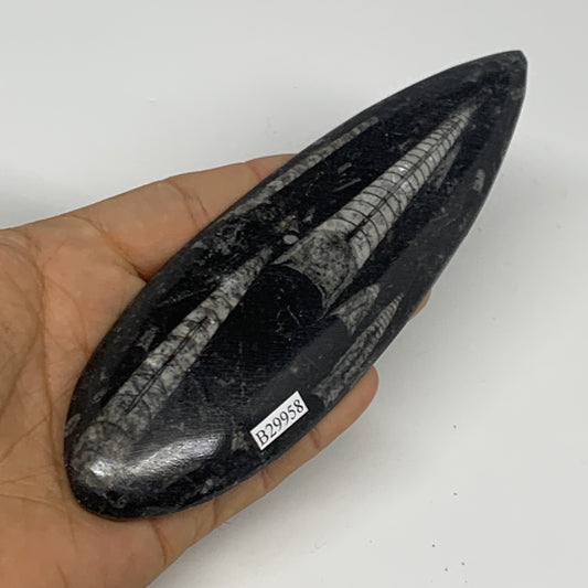 116.7g, 6.4"x1.9"x0.4" Fossils Orthoceras (straight horn) Squid @Morocco,B29958