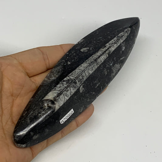 143.3g, 6.6"x1.7"x0.6" Fossils Orthoceras (straight horn) Squid @Morocco,B29960