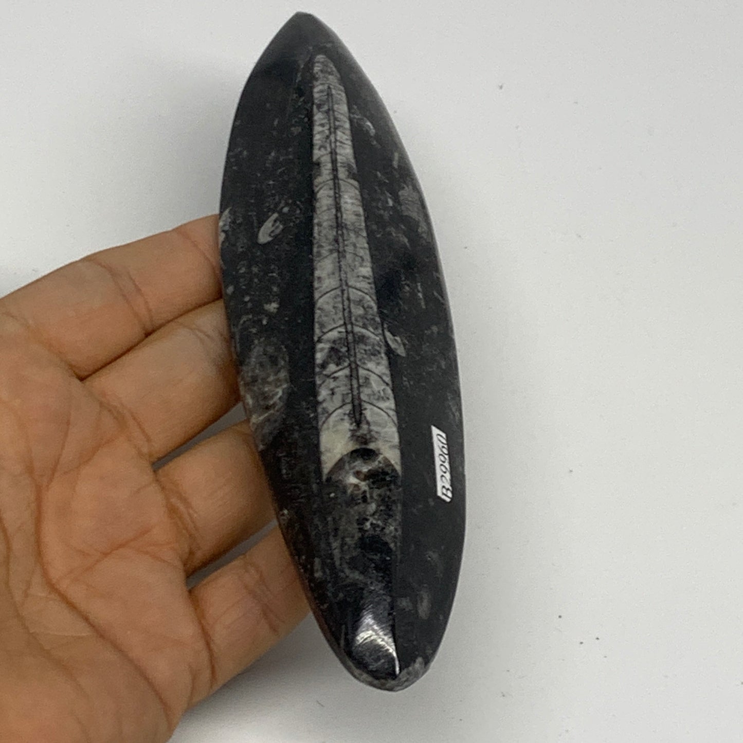 143.3g, 6.6"x1.7"x0.6" Fossils Orthoceras (straight horn) Squid @Morocco,B29960