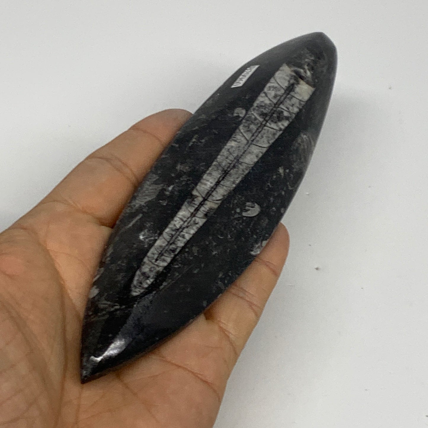 143.3g, 6.6"x1.7"x0.6" Fossils Orthoceras (straight horn) Squid @Morocco,B29960