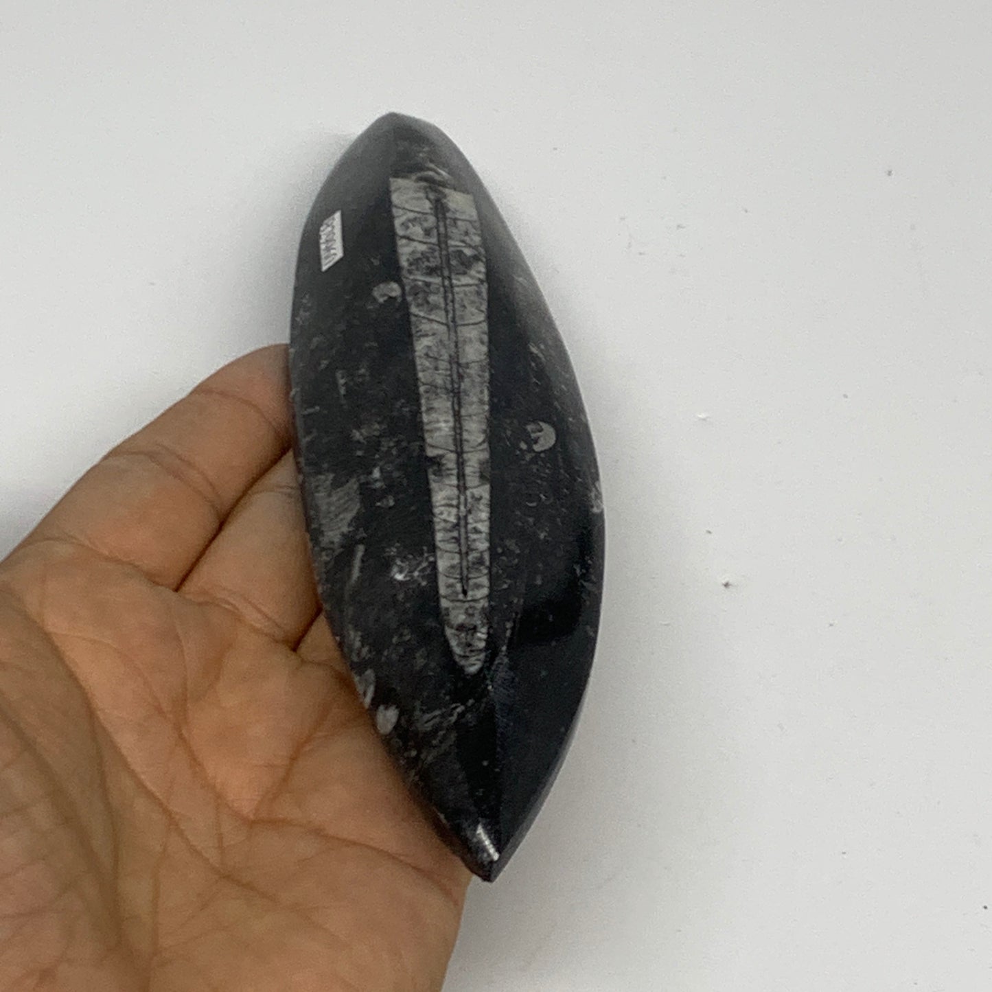 143.3g, 6.6"x1.7"x0.6" Fossils Orthoceras (straight horn) Squid @Morocco,B29960