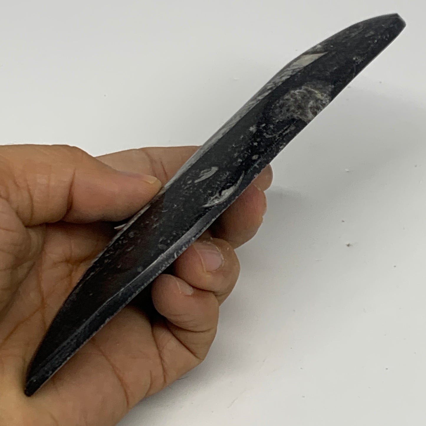 143.3g, 6.6"x1.7"x0.6" Fossils Orthoceras (straight horn) Squid @Morocco,B29960